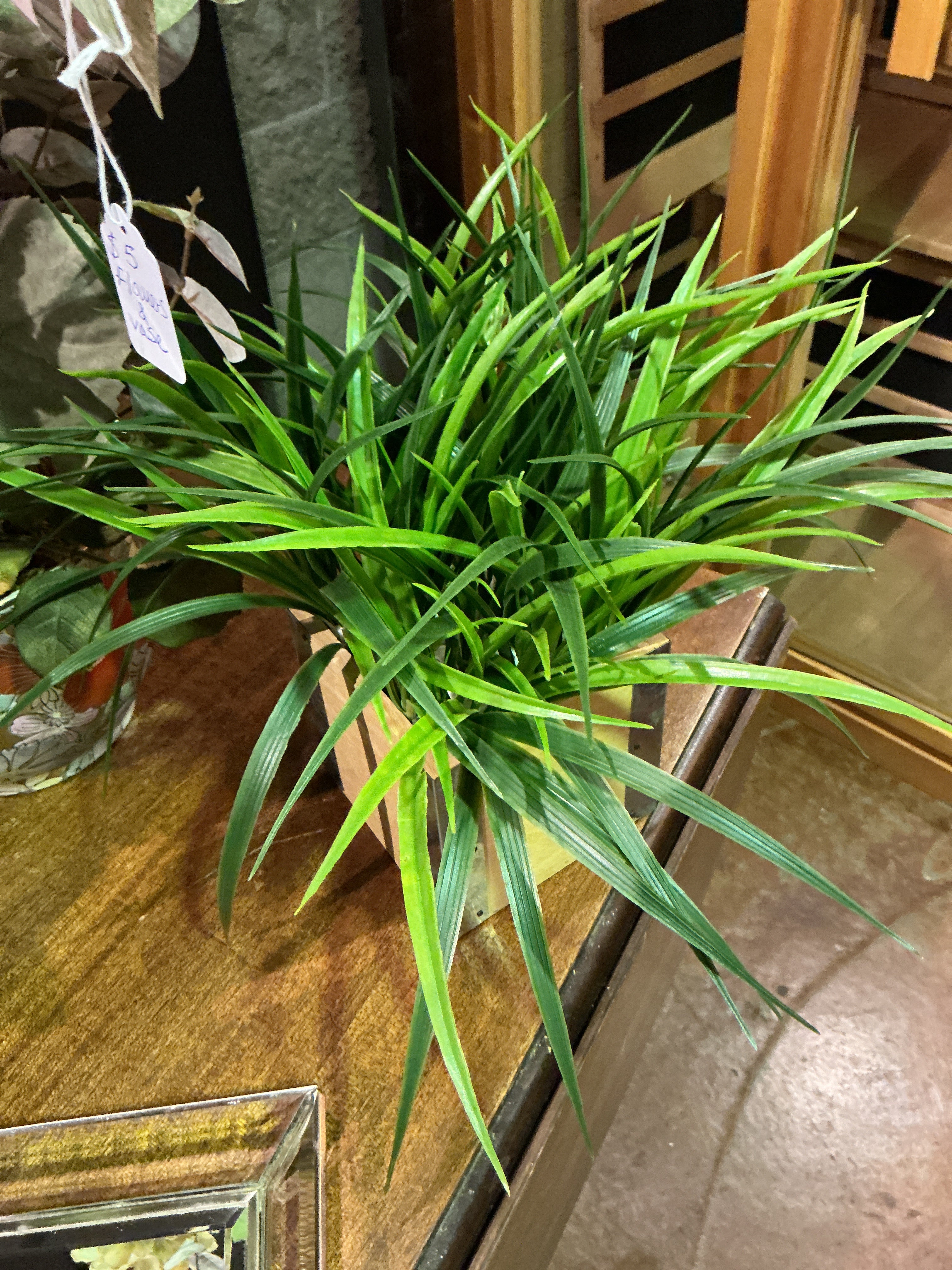 Plant