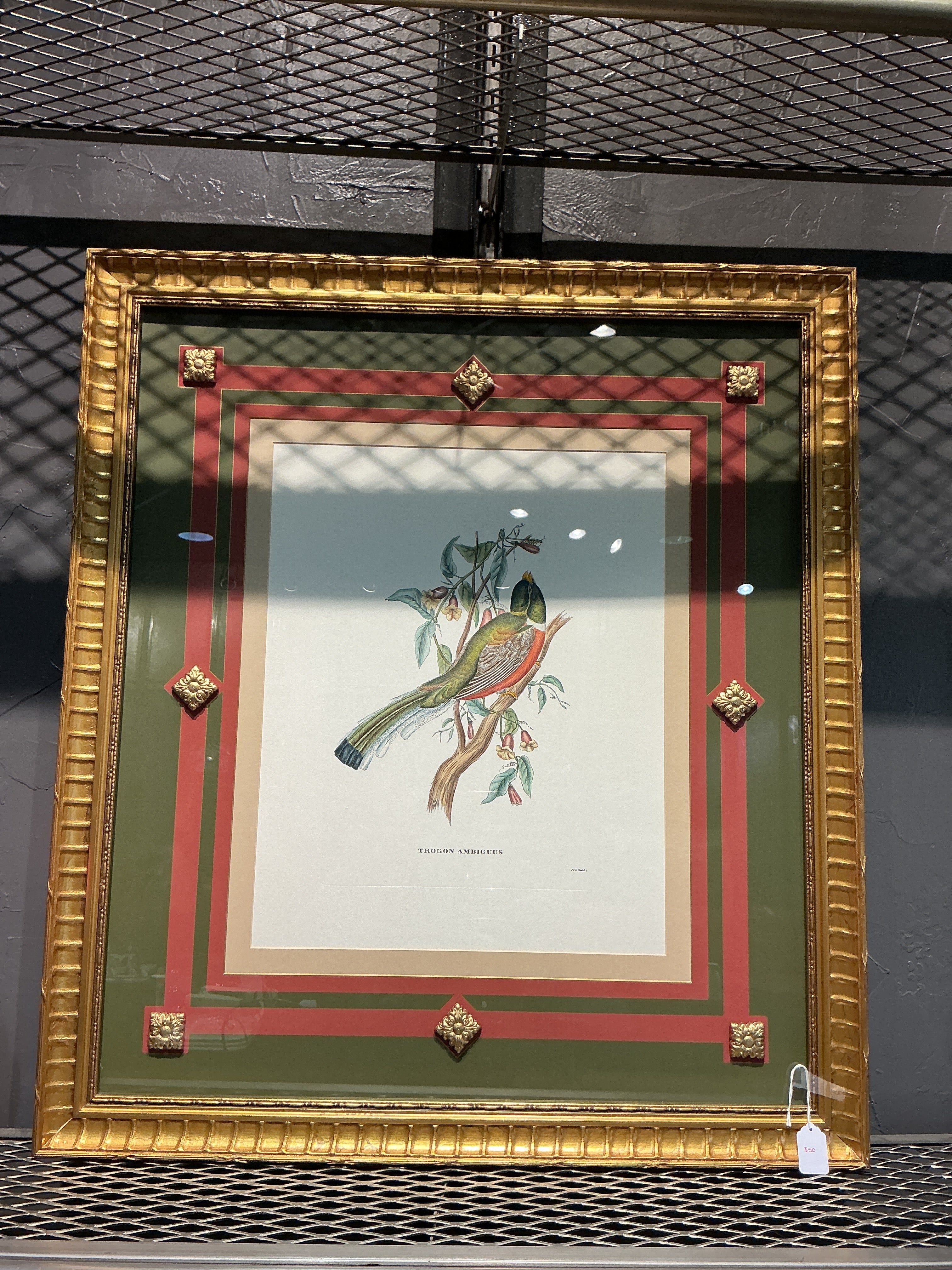 Frame John Gould, Rogan ambiguous bird print