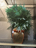 The botanical  accent